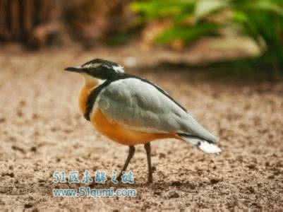 牙签鸟与鳄鱼的故事 牙签鸟为什么不会被鳄鱼吃掉?