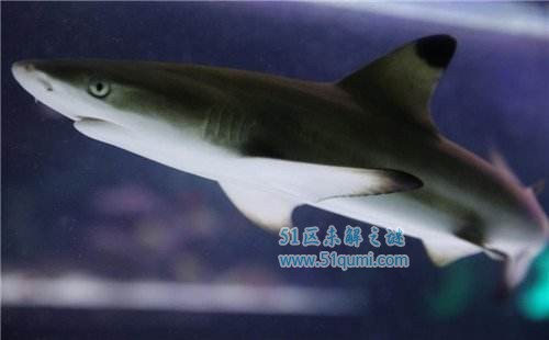 白鳍鲨和黑鳍鲨有什么区别?