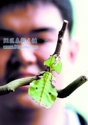 叶子虫昆虫界的伪装大师外形特征及种类介绍
