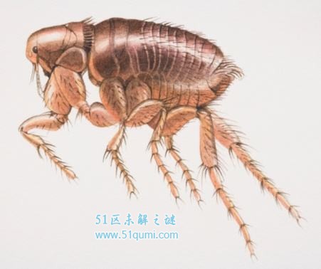 人蚤和跳蚤有什么区别如何在家中预防它的出现