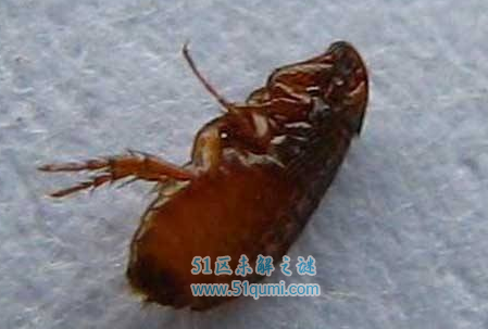人蚤和跳蚤有什么区别如何在家中预防它的出现