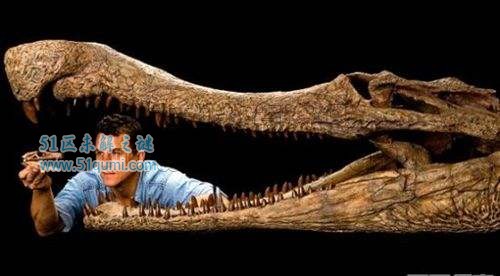 帝鳄帝鳄,又称为肌鳄,帝王鳄,意思为"肌肉鳄鱼,是一种已灭绝的鳄类.