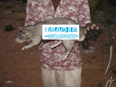 比猫还要大的老鼠莫桑比克巨鼠