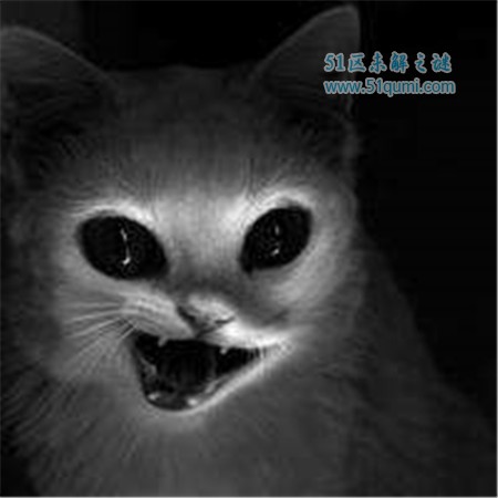 世界最恶毒的诅咒:猫诅