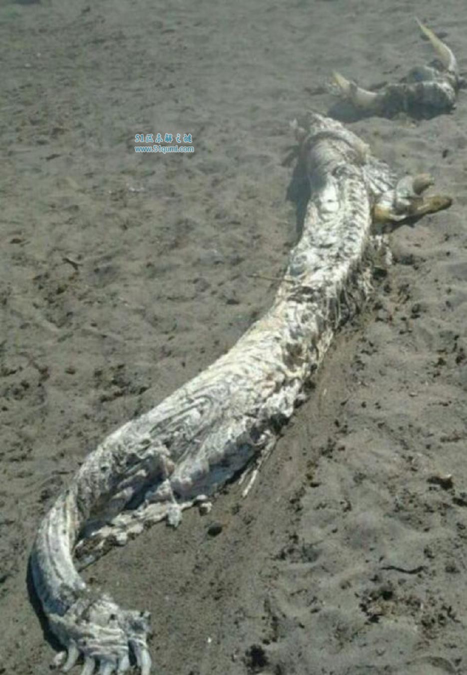 营口坠龙事件央视纪录片遭质疑