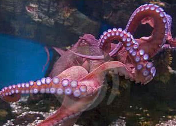 世界上最大的章鱼,北太平洋巨型章鱼(重达554斤)