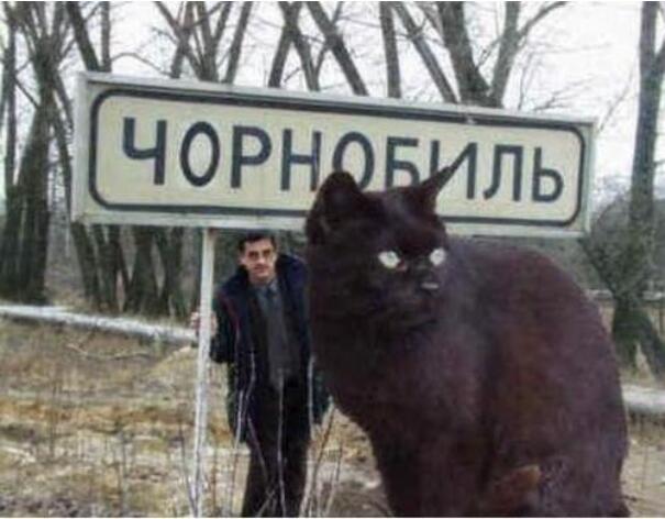 乌克兰巨猫angie，是一场骗局(PS痕迹明显)