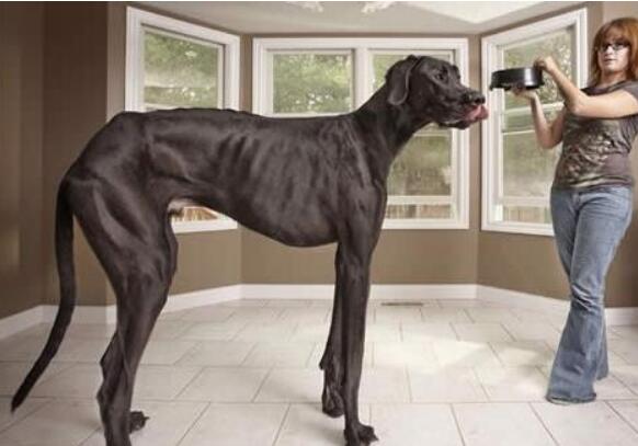 世界上最大的狗，大乔治狗站立比人还高(长2.2米/重140斤)