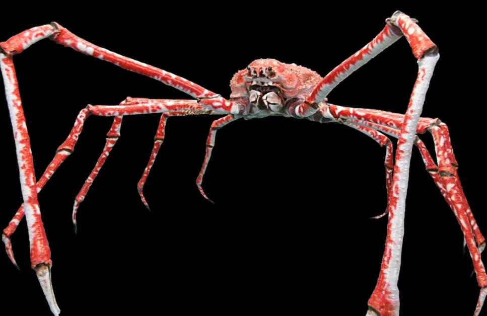 世界上最大的螃蟹排名，杀人蟹排第一(身长4.2米)(图1)