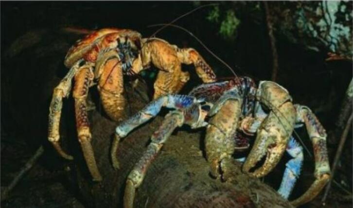 世界上最大的螃蟹排名，杀人蟹排第一(身长4.2米)(图2)