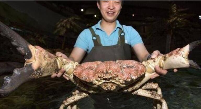 世界上最大的螃蟹排名，杀人蟹排第一(身长4.2米)(图3)