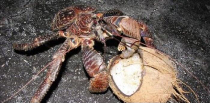 世界上最大的螃蟹排名，杀人蟹排第一(身长4.2米)(图4)