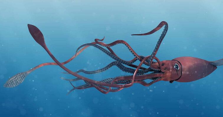 最大的无脊椎动物，大王酸浆鱿竟比大王乌贼更大(20米/600斤)(图1)