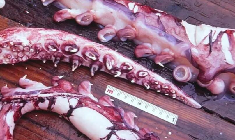 最大的无脊椎动物，大王酸浆鱿竟比大王乌贼更大(20米/600斤)(图4)