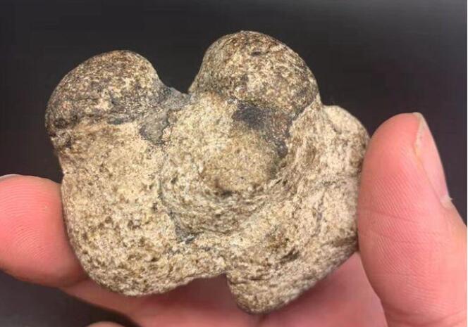 龙涎香是什么东西一种名贵香料抹香鲸的排泄物