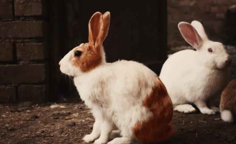 恐怖童谣十只兔子的故事答案五兔子惨遭陷害凶手栽赃嫁祸
