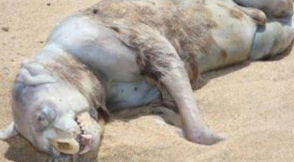 蒙托克怪兽真相揭秘，竟是人体实验产物(至今仍未查明是何生物)