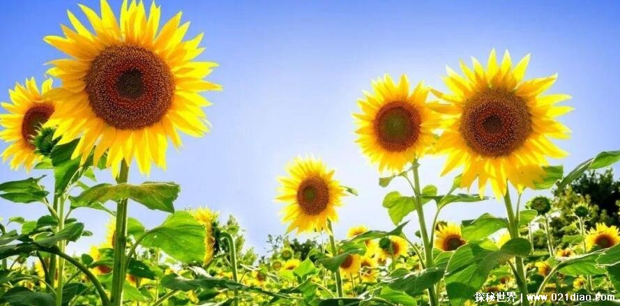 向日葵什么时候开花几点钟早上4点到6点开始开花