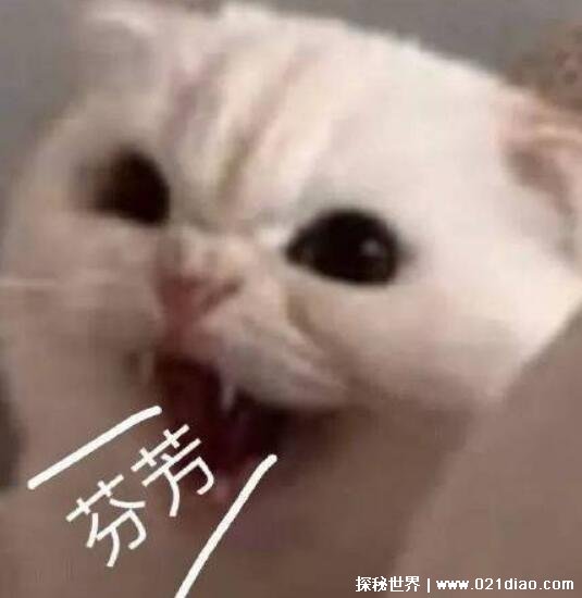 高级的含蓄的骂人的话,教您十句骂人不带脏字的话