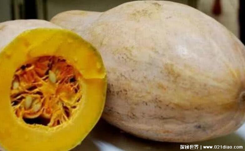 北瓜是什么为什么没有北瓜其实北瓜就是笋瓜图片