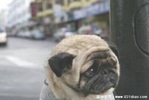 世界上最忧伤的狗，表情完全让人非常心疼(是一只巴哥犬)