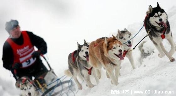 雪橇三傻是那三种狗，哈士奇/阿拉斯加/萨摩耶(又傻又可爱) — 探秘世界