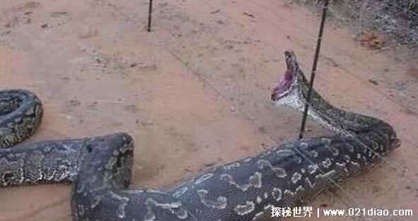 中国最吓人的一条巨蛇，长达50米的巨蟒(将目击者当场吓晕过去)(图2)