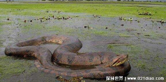 中国最吓人的一条巨蛇，长达50米的巨蟒(将目击者当场吓晕过去)(图3)