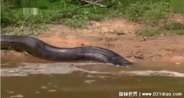 中国最吓人的一条巨蛇，长达50米的巨蟒(将目击者当场吓晕过去)(图4)