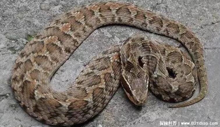 农村十大毒蛇排名最毒的蛇是舟山眼镜蛇能轻易毒死小型动物