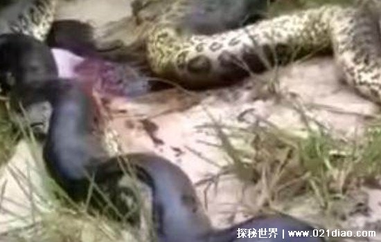 中国最吓人的一条巨蛇，长达50米的千年巨蛇被炸死(谣言) — 探秘世界