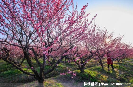 十大凶树十大吉树，养对树家中财源不断(富贵竹最好养)(图9)