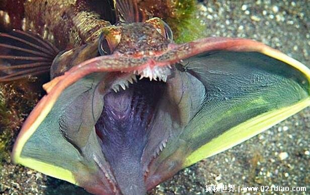 最凶猛的十大恐怖鱼，第三名长的很像女性下体(附真实图片) — 探秘世界
