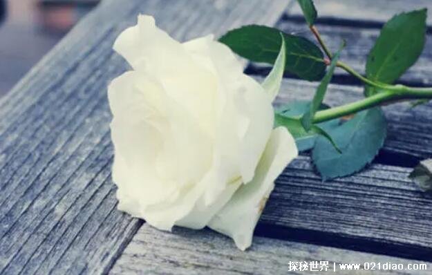 白玫瑰不能随便送人，花语代表着爱情(只能送给自己的情侣) — 探秘世界