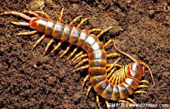 为什么不能踩死蜈蚣，大原因(会引来更多蜈蚣)