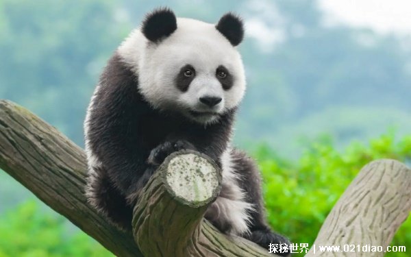 一天排便40次的动物是什么，国宝大熊猫(每天2/3的时间在吃东西)