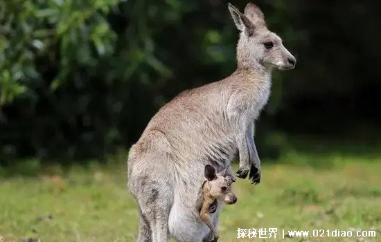 袋鼠的袋子有多脏，不脏(袋鼠妈妈会定期清理自己的袋子)