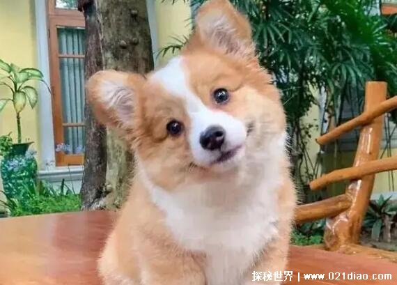 柯基犬价格大概多少钱一只，纯种柯基5000(最适合家养的宠物狗)