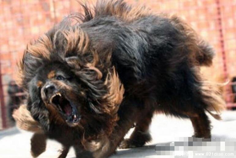 中国十大禁犬图片图片