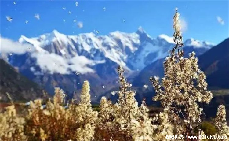 世界农业种植区最强的是哪里?(西藏)
