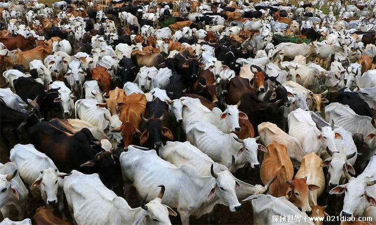 世界上养牛数量最多的国家是哪个国家?印度每4人就有一头