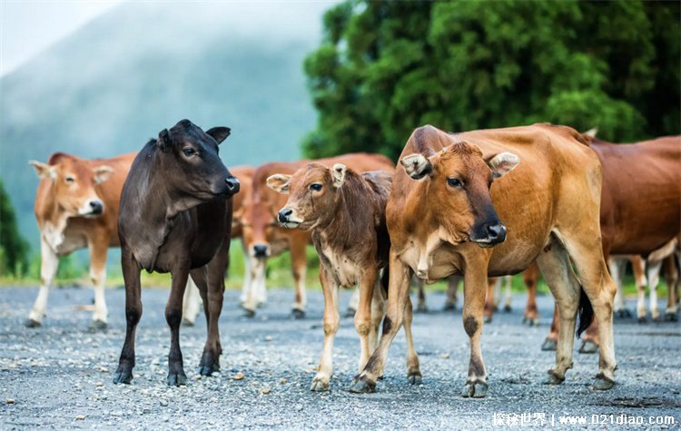 世界上养牛数量最多的国家是哪个国家?印度每4人就有一头
