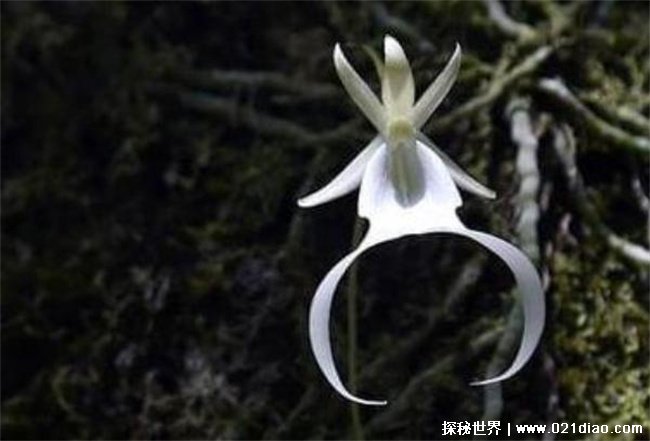 世界上最神秘高贵的花，幽灵兰花 (来自古巴)