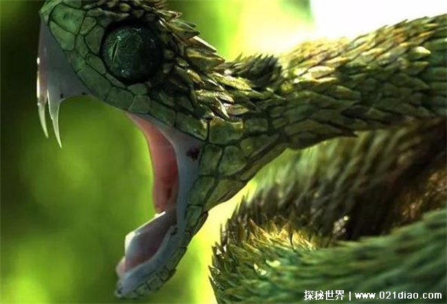 世界上最帅的蛇，毛鳞树蝮(分布非洲)