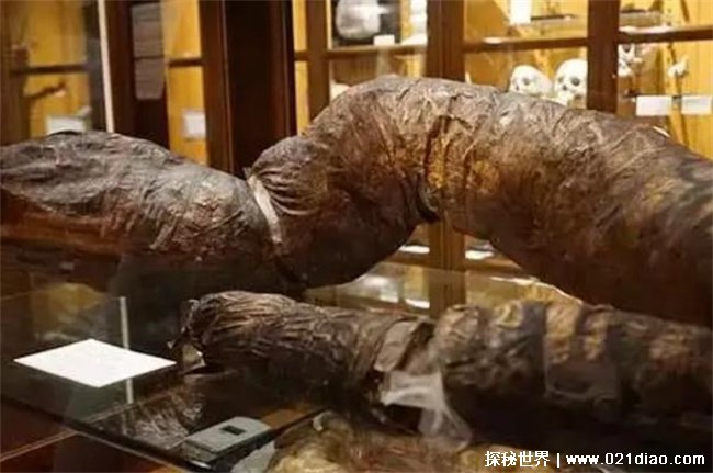 世界上最长的粑粑，长达1.8米重达26斤(美国约翰)