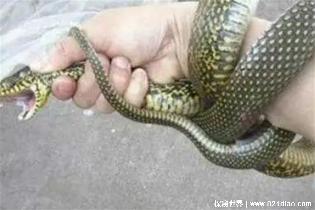 世界上最通人性的蛇，四熳青蛇(会驱赶小偷)