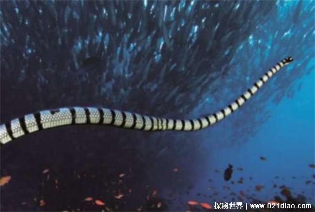 世界最毒的海蛇，艾基特林海蛇(毒性最强)