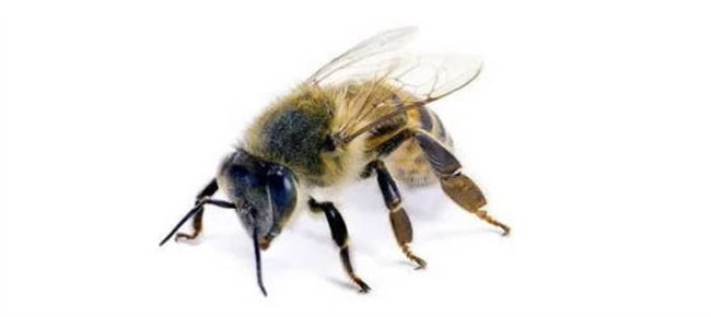 世界上最厉害的蜂，杀人蜂(毒性最强)