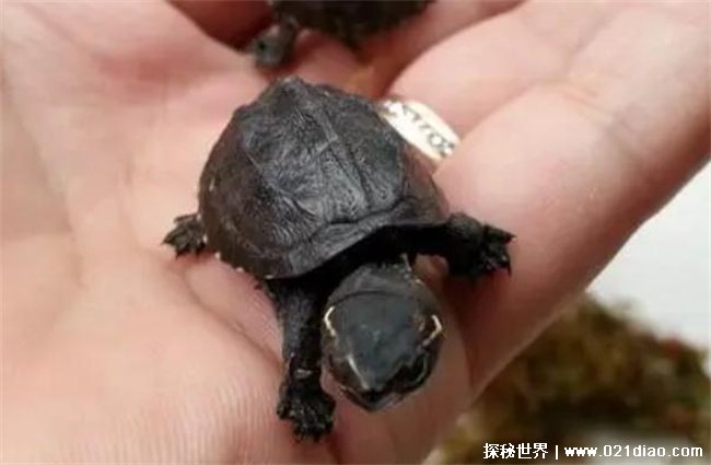 世界上最小的龟，迷你麝香龟 (公龟五六厘米左右)