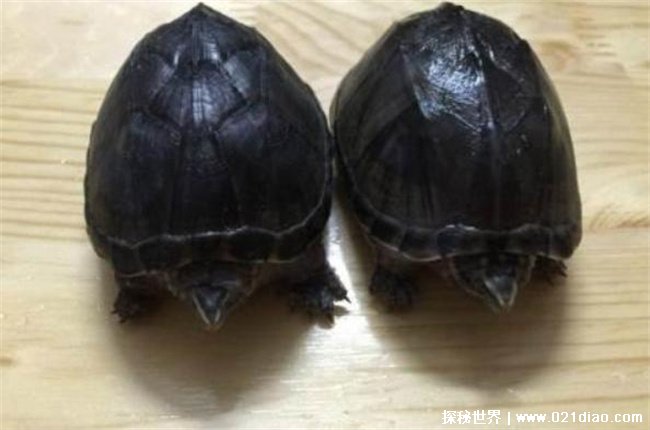 世界上最小的龟，迷你麝香龟 (公龟五六厘米左右)